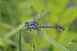 <i>Gomphus vulgatissimus</i> Species of dragonfly