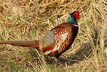 Common pheasant (Phasianus colchicus) cock.jpg