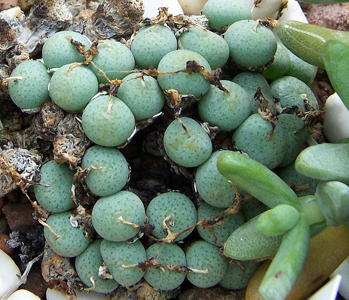 File:Conophytum minutum1.jpg