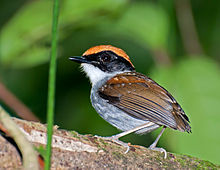 Conopophaga melanops -Vale do Ribeira, Juquia, Sao Paulo, Brazílie -male-8.jpg