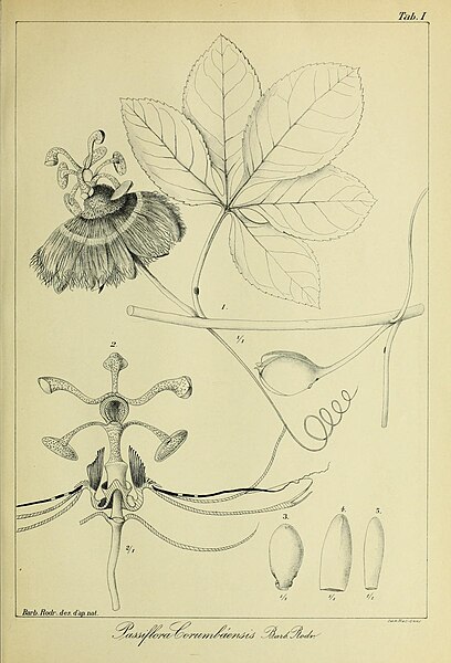 File:Contributions du Jardin botanique de Rio de Janeiro - tab. 001 (13604319384).jpg