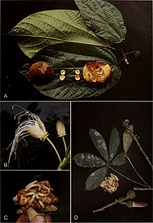 Материалы Национального гербария США (2006 г.) (20501949719) .jpg
