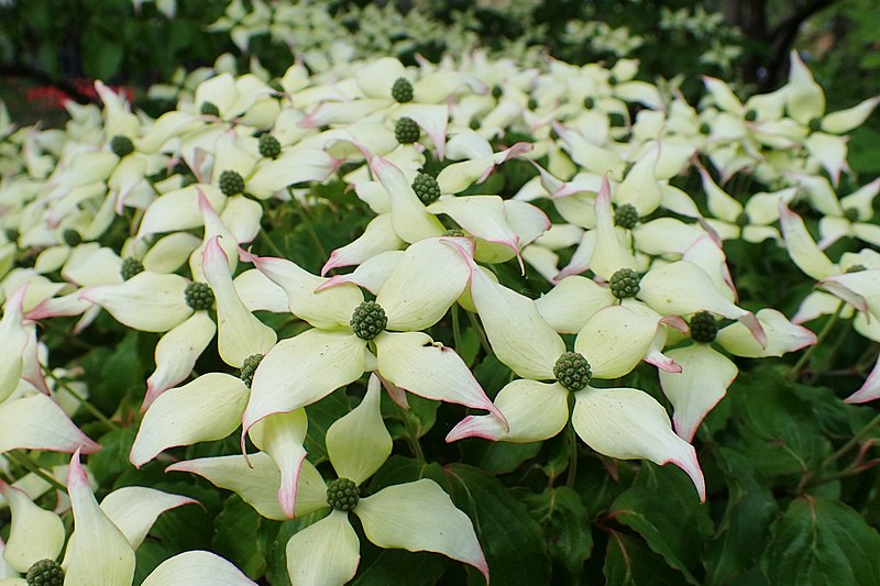 File:Cornus kousa kz01.jpg