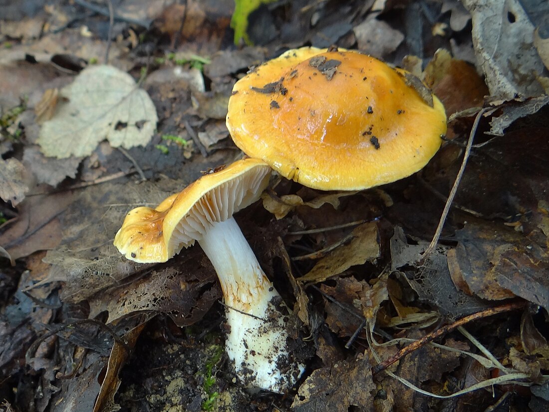 Cortinarius claricolor