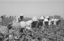 A group of Egyptian fellahs picking cotton by hand Cotton Picking in Egypt.tif