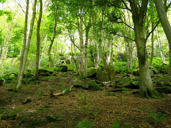 Craggy Plantation