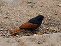 Crested Bunting photographed at Sinhagad Fort, بونه, India on 27 June 2010