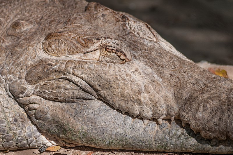 File:Crocodylus intermedius.jpg