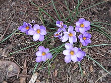 Crocus minimus07.jpg