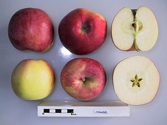 Cross section of Jonadel, National Fruit Collection (acc. 1963-112) Cross section of Jonadel, National Fruit Collection (acc. 1963-112).jpg