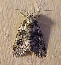 Cryphia domestica.JPG