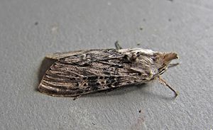 Cucullia absinthii1.jpg