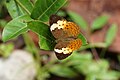 Fotografia da borboleta Cupha erymanthis, um Vagrantini de Sri Lanka, sul da Índia, Myanmar e Java.