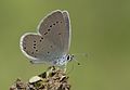 * Nomination A male Small Blue (Cupido minimus) during mineral feeding. Adana, Turkey. --Zcebeci 23:05, 9 June 2016 (UTC) * Promotion Good quality. --A.Savin 18:41, 10 June 2016 (UTC)