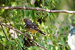 Thumbnail for File:Curve-billed thrasher (50771846803).jpg