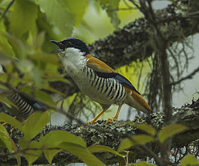 Cutia nipalensis