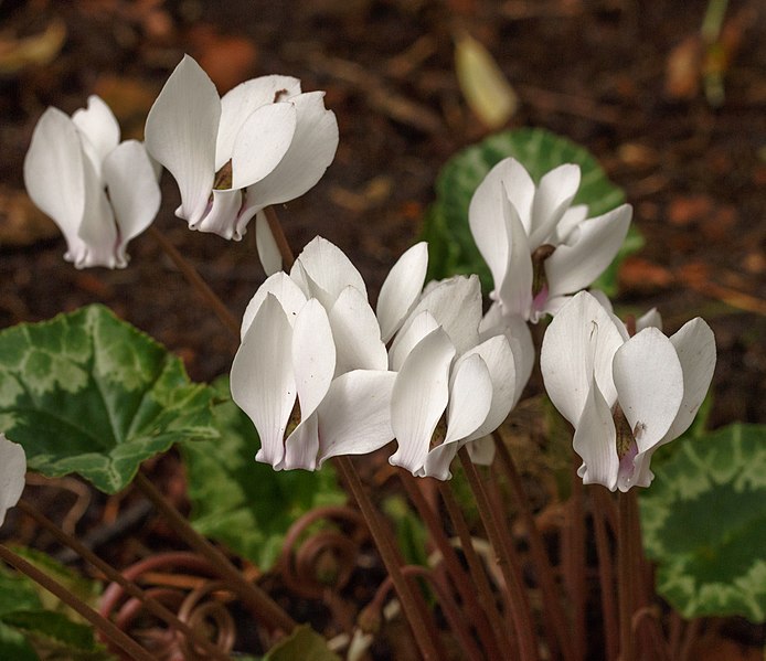 File:Cyclamen hederifolium 013.jpg