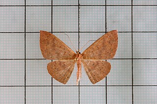 <i>Cyclophora intermixtaria</i> Species of moth