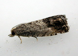 <i>Cydia splendana</i> Chestnut and acorn moth