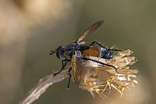 Cylindromyia brassicaria female Dobruja.jpg