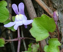 Cymbalaria muralis ENBLA01.jpg