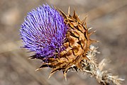 Cynara cardunculus (Artichoke thistle) flower drying at the end of summer, Anstey Hill Recreation Park, South Australia