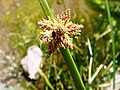 Cyperus-odoratus-20080327.JPG