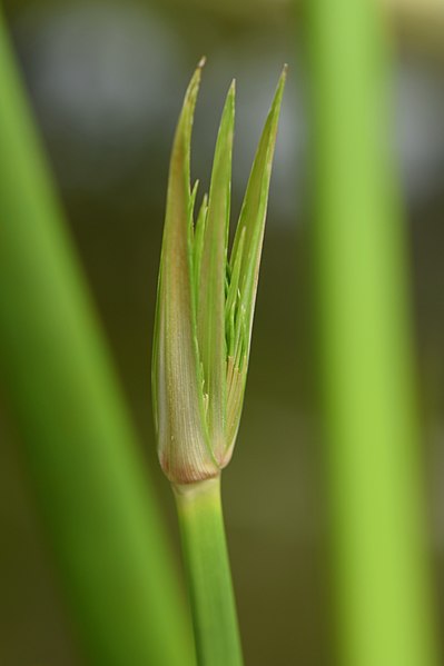 File:Cyperus papyrus kz09.jpg