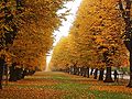 Trong mùa thu, cây cối bắt đầu ngả sang màu vàng và rụng lá.