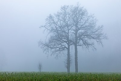 Pepohonan dalam kabut di hamlet Leuste, Kirchspiel, Dülmen, Nordrhein-Westfalen