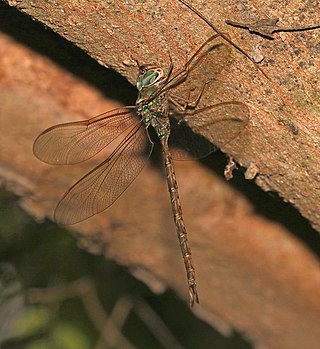 <i>Gynacantha mexicana</i> Species of dragonfly
