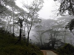 Nebel in einem Wald bei Maubisse im Mai