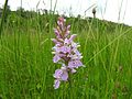 Dactylorhiza fuchsii Germany - Moosalbtal (bei Ettlingen)