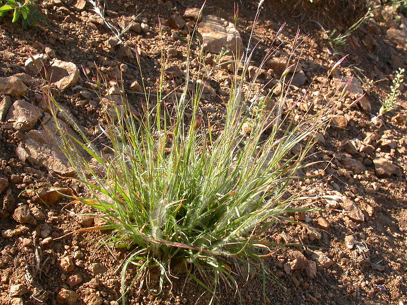 File:Danthonia unispicata (3861795797).jpg