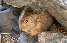 Small mammals like Daurian pika are often taken in significant numbers by steppe eagles. Daurischer Pfeifhase Ochotona dauurica.JPG