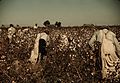 Day laborers picking cotton near Clarksdale, Miss.1a34346v.jpg