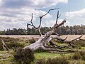 * Nomination Deelerwoud, (the eastern part.) Dead tree on the heath. --Famberhorst 04:24, 31 May 2024 (UTC) * Promotion  Support Good quality. --Johann Jaritz 05:26, 31 May 2024 (UTC)