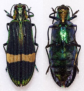 <i>Demochroa</i> Genus of beetles