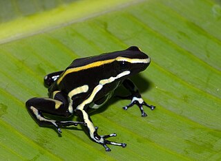Yellow-striped poison frog species of amphibian