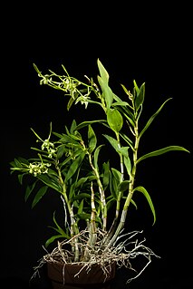 <i>Dendrobium <span style="font-style:normal;">sect.</span> Spatulata</i> Subgenus of flowering plants