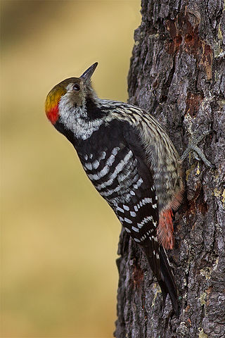 <span class="mw-page-title-main">Brown-fronted woodpecker</span> Species of bird