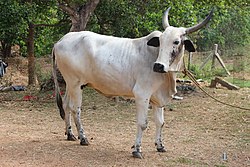 देवणी या भारतीय वंशाची गाय