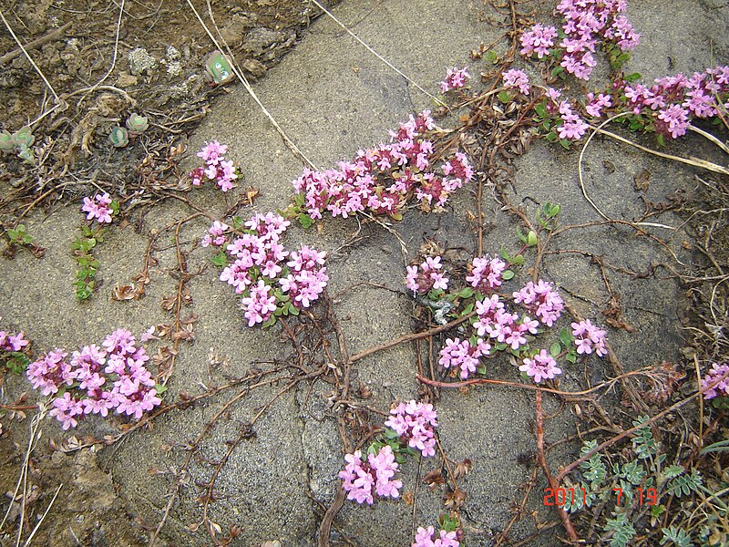 File:Deosai Flower bed2.JPG