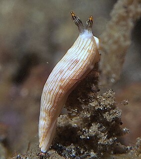 <i>Dermatobranchus albus</i> Species of gastropod