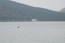 View from Agios Georgios on Antiparos towards Panagia on Despotiko with two seals jumping in the water of Despotiko Bay (15-09-2008)