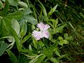 Dianthus gallicus flower