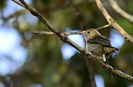 Groengrijze honingvogel