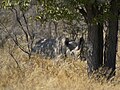 Namibie, nosorožec tuponosý in situ