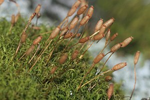 Hymenoloma crispulum