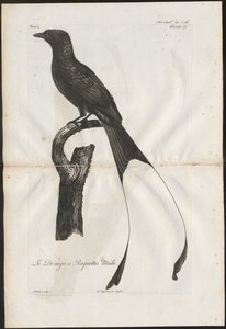 Dicrurus platurus - 1796-1808 - Print - Iconographia Zoologica - Special Collections University of Amsterdam - UBA01 IZ16400109.tif